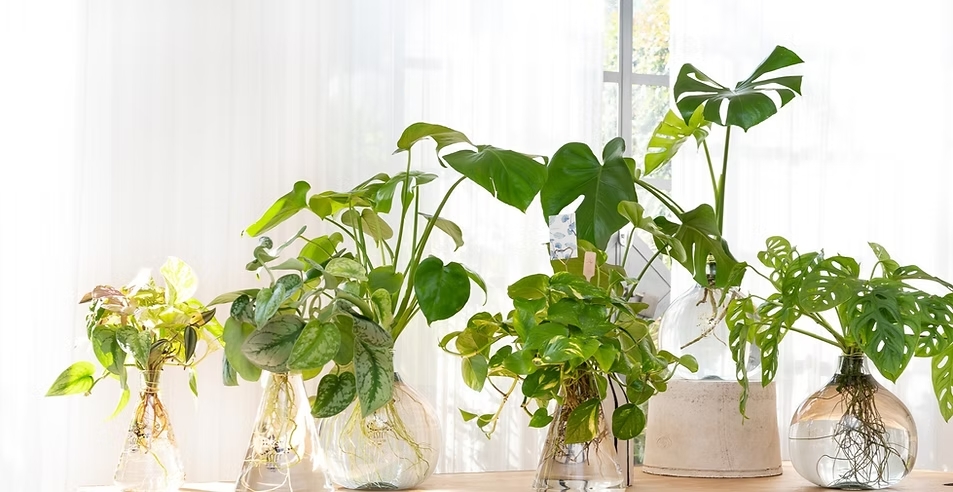 זרי פרחים יוקרתיים באגרטלים מיוחדים