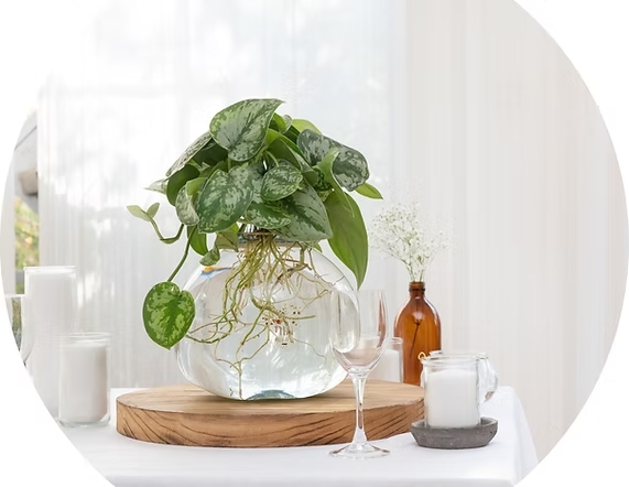 אגרטל זכוכית שקוף עם זר פיקטוס הידרופוני