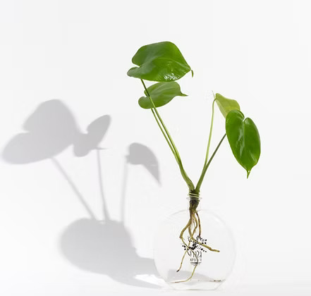 זר מונסטרה באגרטל שטוח