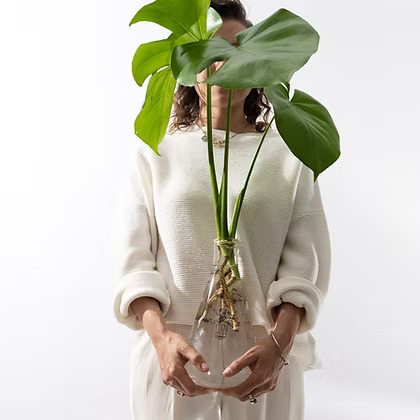 זר מונסטרה דליסיוסה באגרטל LAB 1