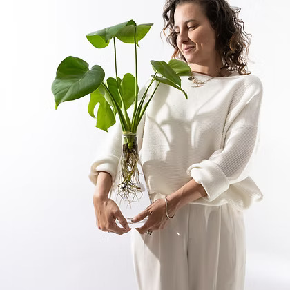 זר מונסטרות באגרטל LAB