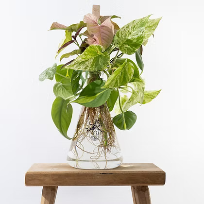 זר מעורב באגרטל LAB