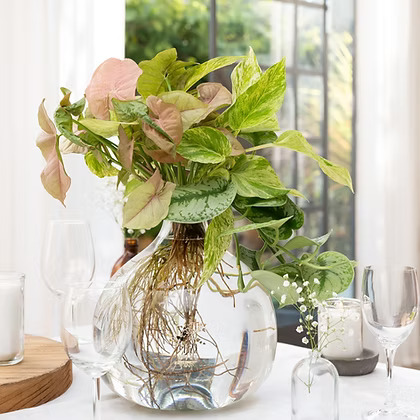 זר מעורב באגרטל גלורי