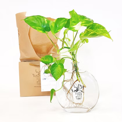 זר פוטוס באגרטל שטוח