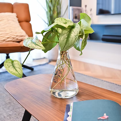 זר פיקטוס כסוף באגרטל LAB