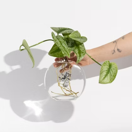 פיקטוס באגרטל שטוח