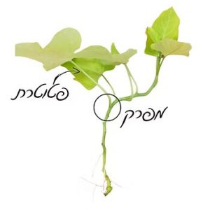 הצמח שהכי קל לגדל במים
