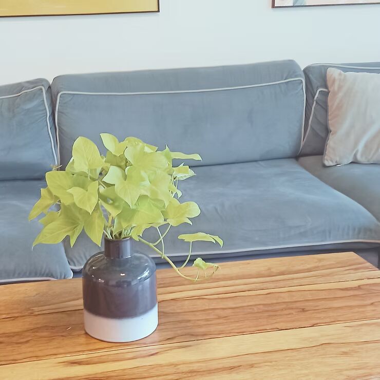 תוך יום יומיים כבר תוכלו לראות שורשים קטנים ולבנים מבצבצים מהקצה התחתון של הייחור שלכם. המתינו עוד מספר ימים והשורשים יגדלו ויתארכו. ומה עושים עם הייחור הזה? אם שואלים אותי, מאגדים יחד כמה כאלו לזר ירוק ומניחים בבית באזור מואר או בחוץ, אפשר גם בשמש.