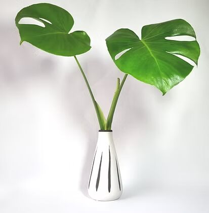 זר באגרטל SWAN