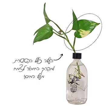 נקודות חשובות לייחור של פוטוס: העלים צריכים להיות מעל גובה המים (כולל הפטוטרת שלהם - מהעלה עצמו ועד המפרק שמחבר את העלה לשאר הצמח) המים צריכים להיות צלולים החליפו את המים מדי שבוע בכדי להימנע ממים עומדים בבית חיתכו את החלק שמתחת לשורש המים - ייחור והשרשה של פוטוס במים בקלות