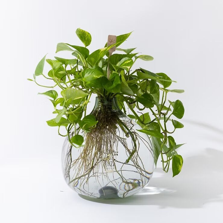 ייחור והשרשה של פוטוס במים בקלות