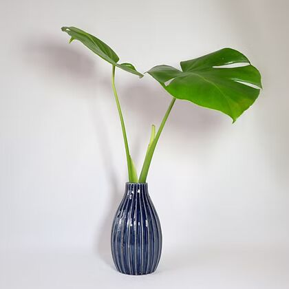 מונסטרה באגרטל קרמיקה כחול