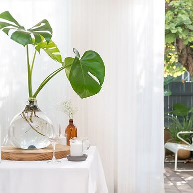 נקודות חשובות לייחור של מונסטרה: