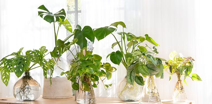 אגרטלי זכוכית