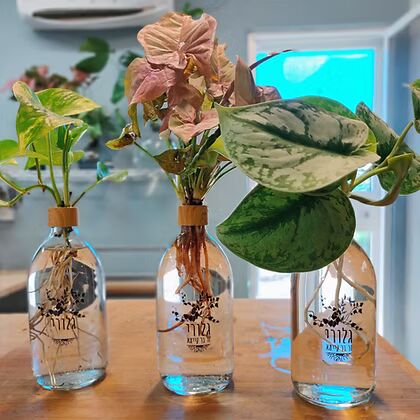 שלישיית בקבוקי גלורי