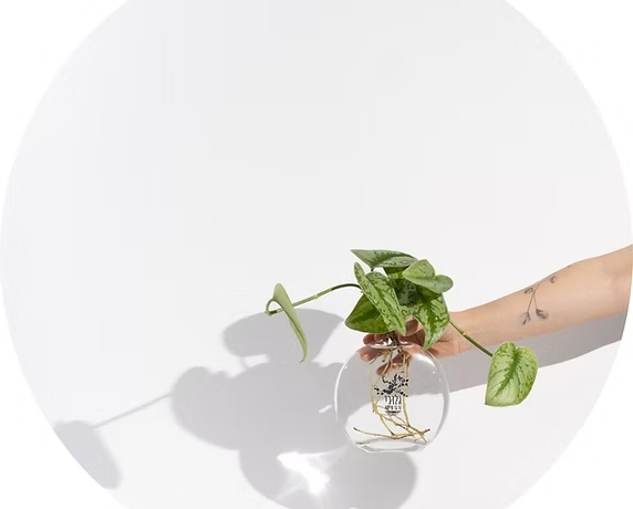 Flat אגרטלים מעוצבים לסלון