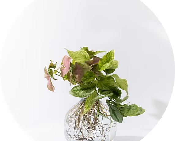 אגרטל זכוכית מעוצב בתוכו זר מעורב הידרופוני