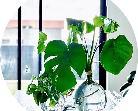 אגרטל זכוכית מעוצב גלורי