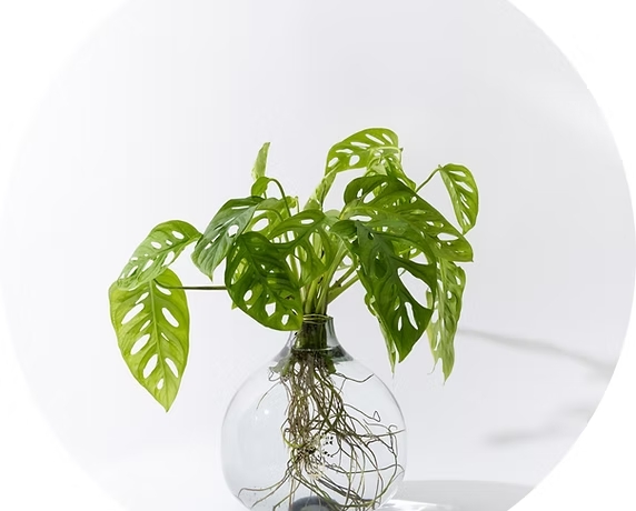 זר מונסטרה מאנקי באגרטל זכוכית מעוצב