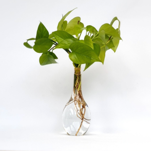 זר פוטוס באגרטל DROP