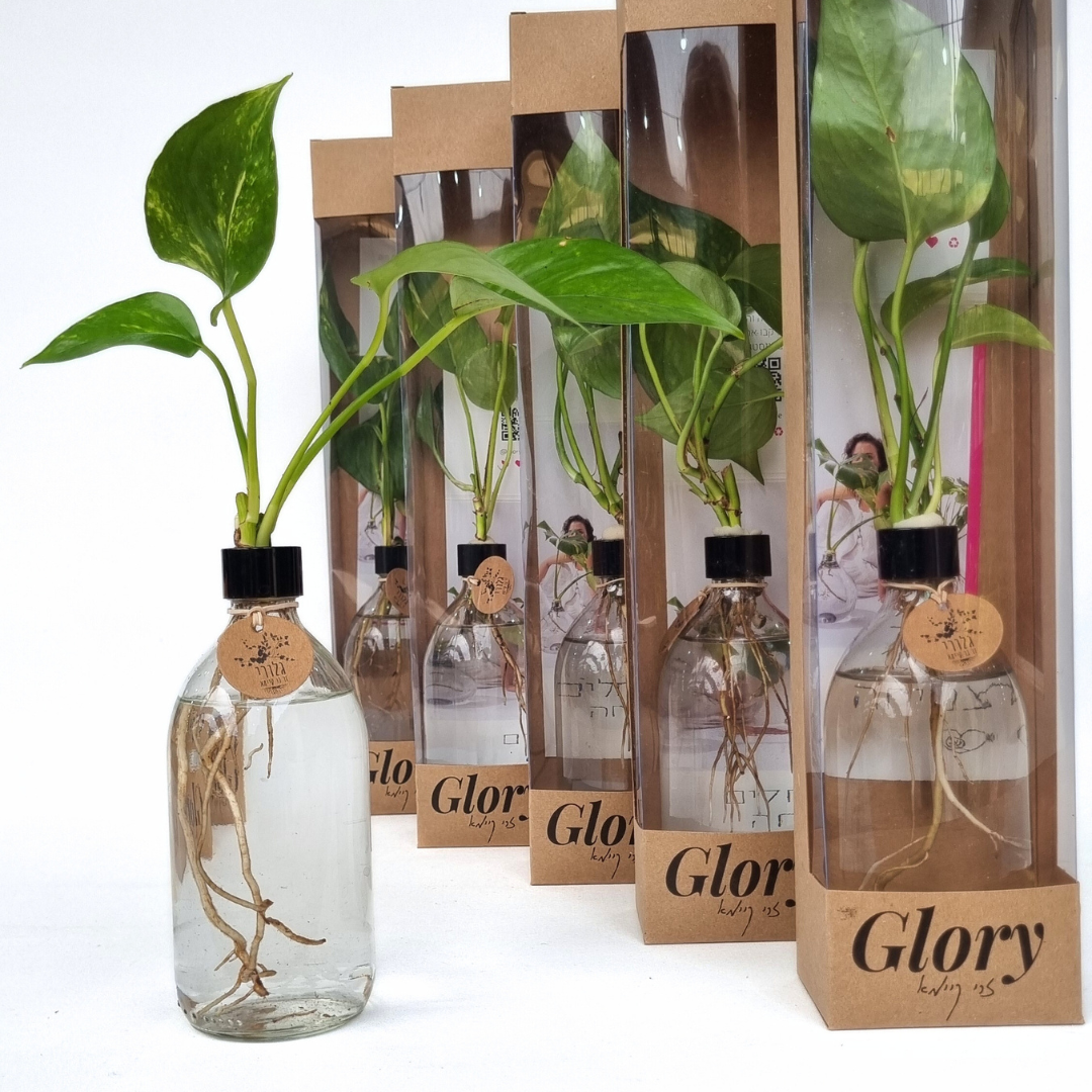 בקבוקי גלורי באריזת קרטון