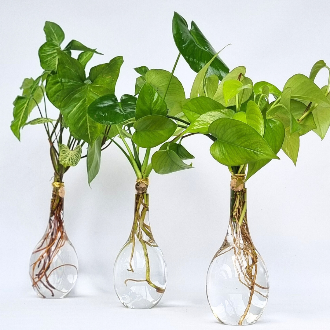 זרים באגרטלי DROP